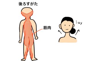 運動した翌日は顔が引き締まっている感じがする